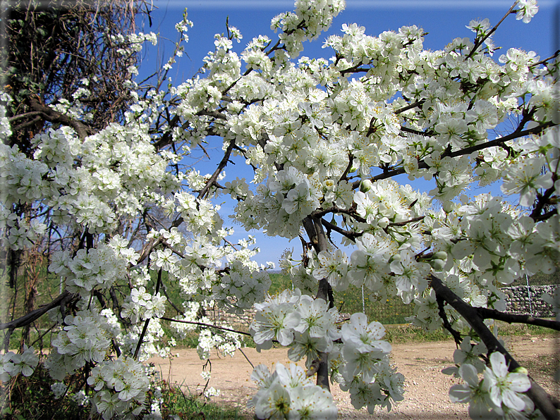 foto Ciliegi in fiore tra i Colli Asolani